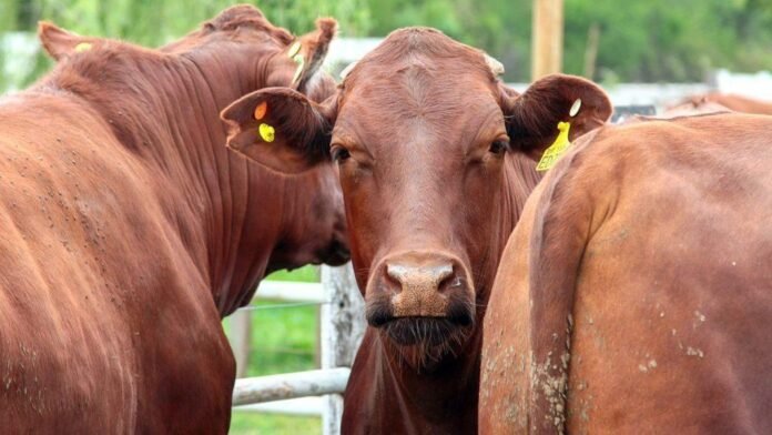 La Sociedad Rural Argentina advierte sobre el impacto del retraso en los precios de la hacienda frente a la inflación.