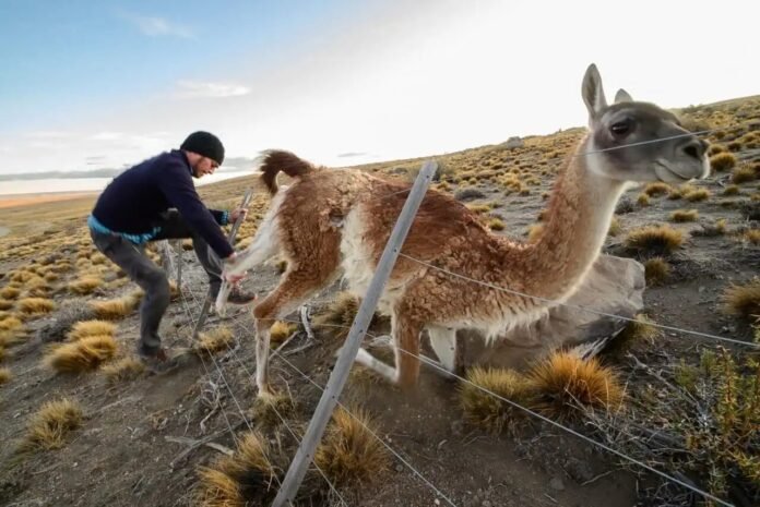 Ataques de fauna silvestre en la Argentina