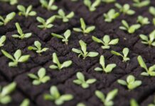 Sustentabilidad agroalimentaria: la nueva frontera que impulsa la Cooperativa Lehmann Sanidad y genética en semillas: clave para la sustentabilidad agrícola."