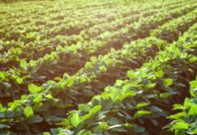 Nutrición balanceada en soja: el manejo que permitió sumar hasta 900 kg/ha incluso en los mejores lotes Cosecha de soja