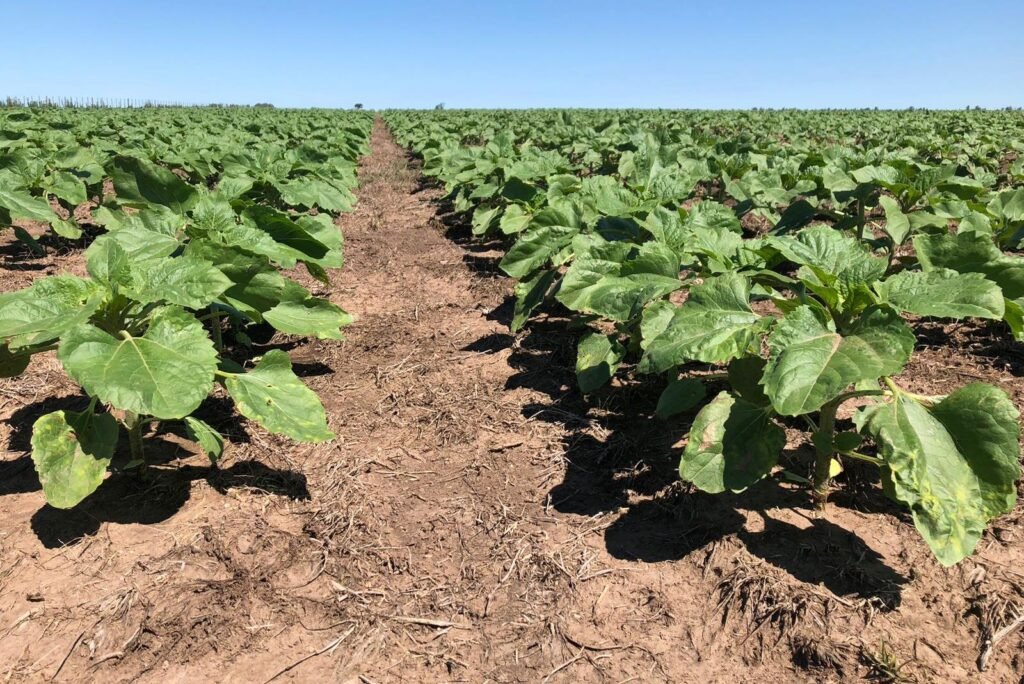 cultivo de girasol en Argentina con alto rendimiento y expansión de superficie