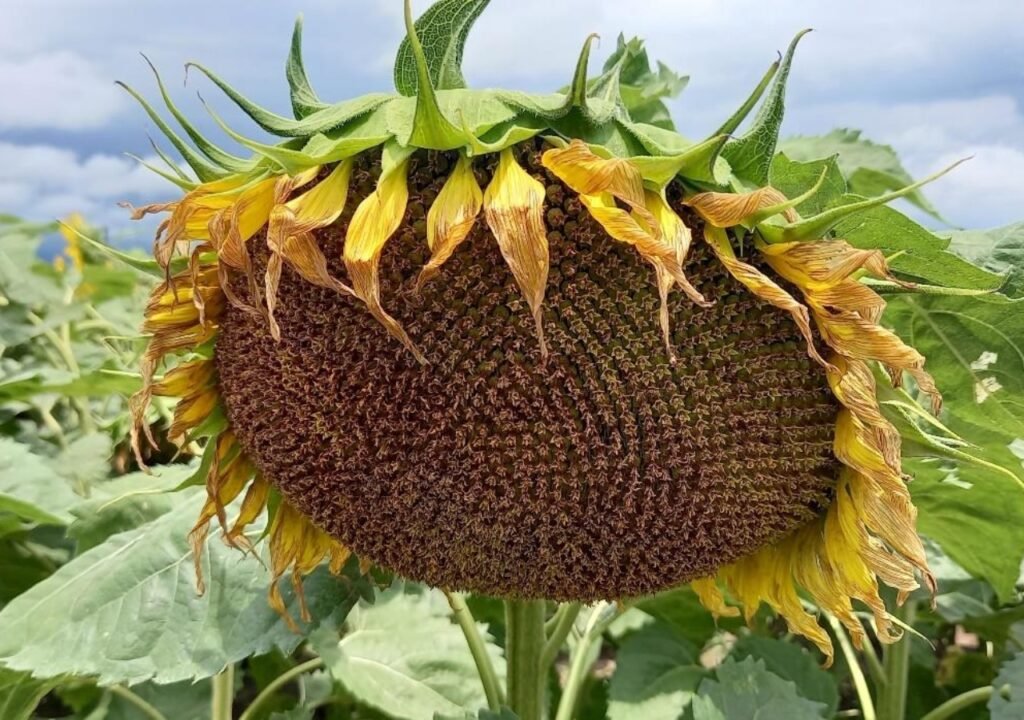 enfermedades en girasol como fomopsis y roya negra en cultivos agrícolas