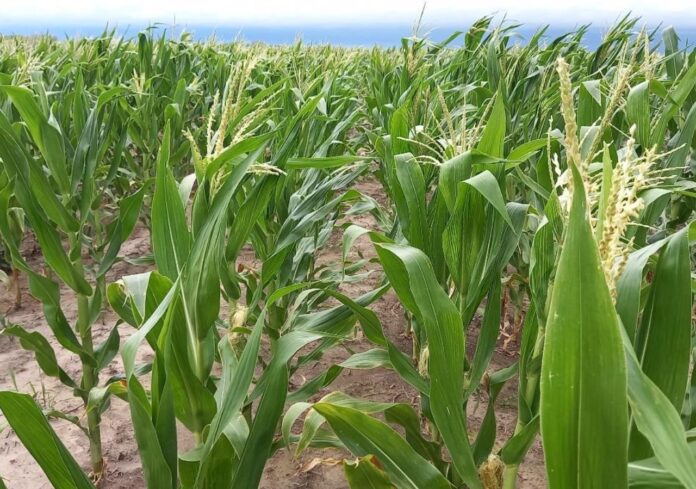 Lote con maíz temprano; en etapa de comienzo de floración, en el centro norte del departamento San Martín-2 La siembra variable con xarvio FIELD MANAGER potencia la agricultura de precisión: mapas de suelo, rendimiento y potencial para optimizar cada hectárea.