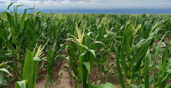 Lote con maíz temprano; en etapa de floración, muy buen estado, en el centro norte del departamento Las Colonias Productores y empresas esperan una fuerte recuperación del maíz gracias al clima favorable y mayor inversión en tecnología.