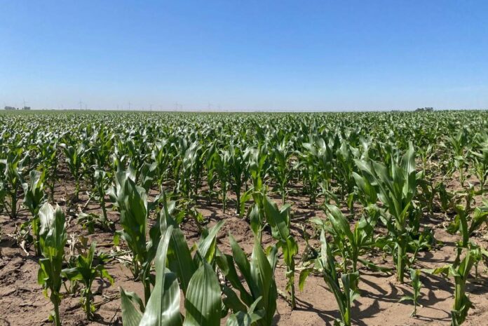 Maiz en expansion foliar Tornquist Buenos Aires