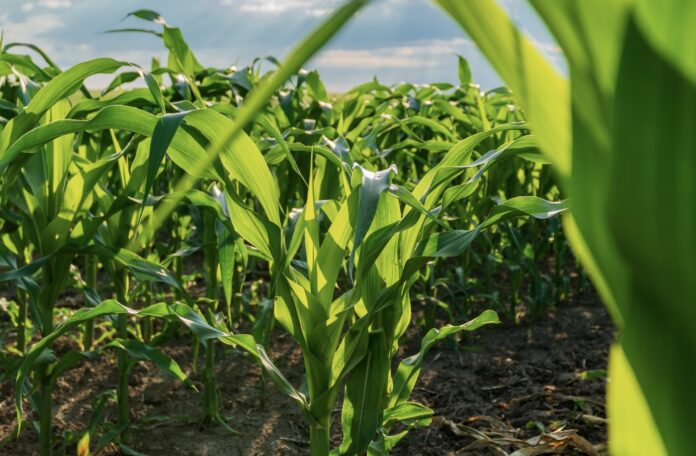 Illinois profundiza su estrategia: más genética, más sanidad y más territorio para el maíz argentino