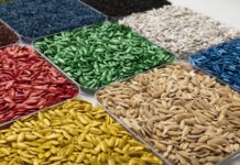 La cadena de legumbres enfrenta 20 años de atraso genético y busca reactivar la inversión semillera