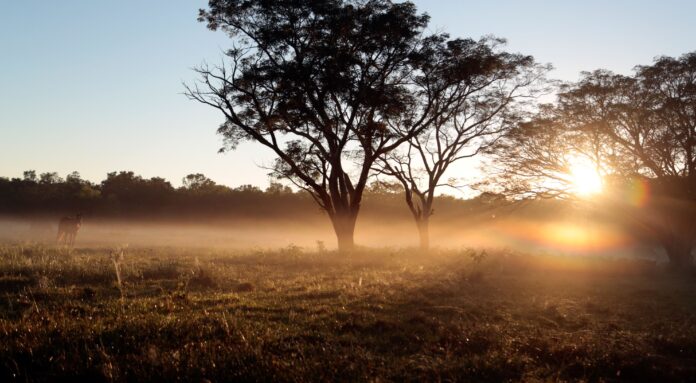 Granchacho El Gran Chaco es la segunda selva más grande de América del Sur, superada solamente por la selva amazónica.