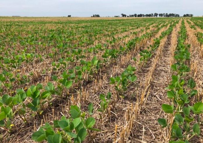 Crece la liquidación de divisas agroexportadoras en febrero de 2025