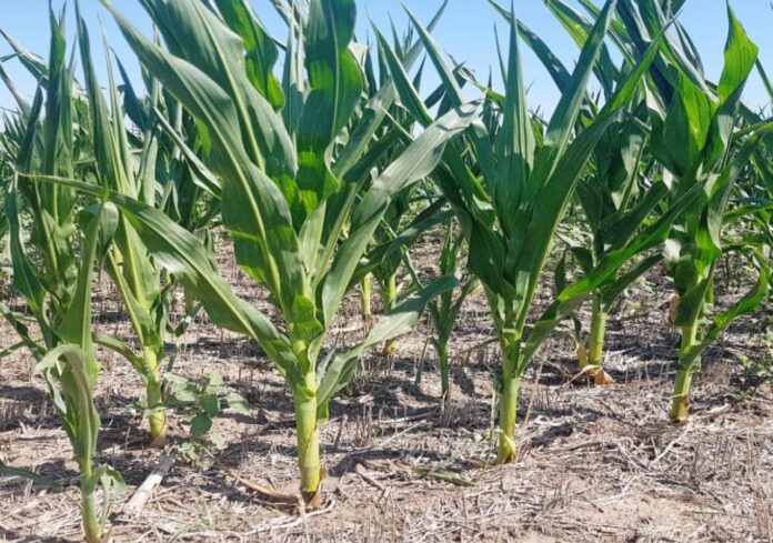 Lote con maíz tardío en etapa de desarrollo vegetativo