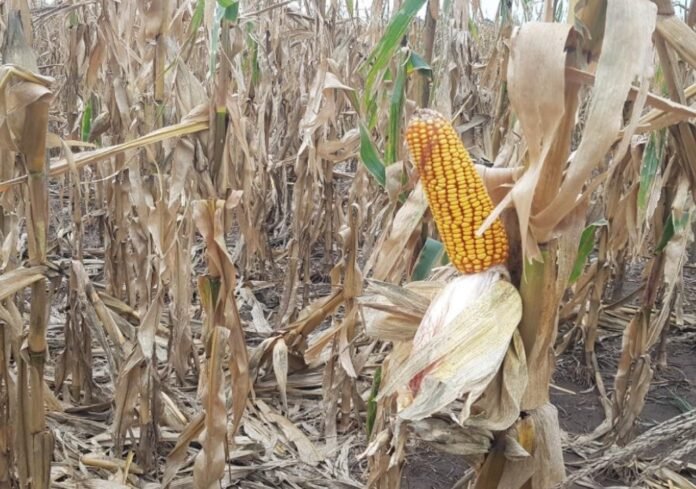 Mazorca de maíz en un cultivo