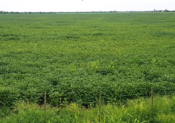 Lote con soja tardía en desarrollo vegetativo comienzo de floración con marcados síntomas de recuperación