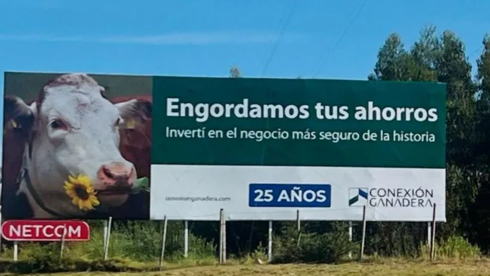 Una estafa ganadera en Uruguay ha afectado a más de 6.000 inversores, incluyendo a numerosos argentinos, tras el colapso de tres empresas que operaban presuntos esquemas Ponzi en 2024.​