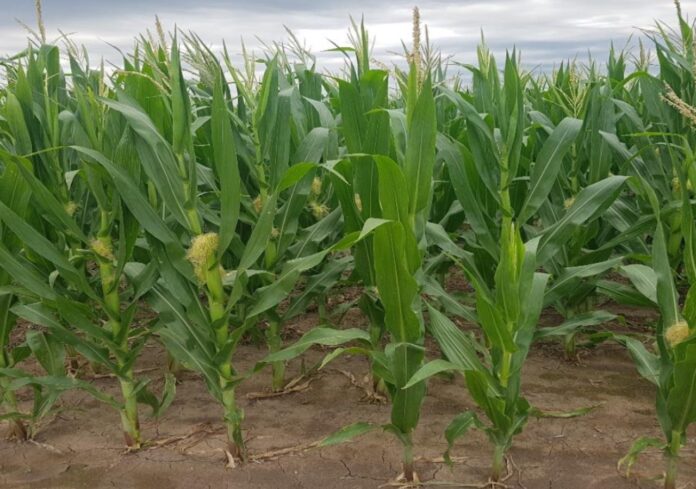 maiz-4