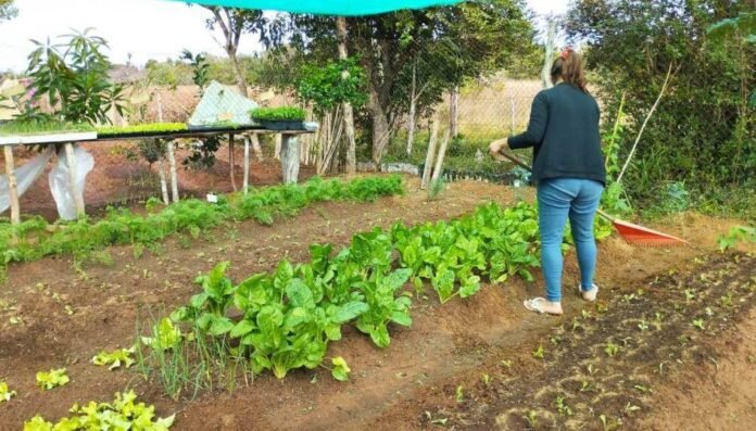 Cultivos y trabajo en una huerta, en una imagen de archivo.