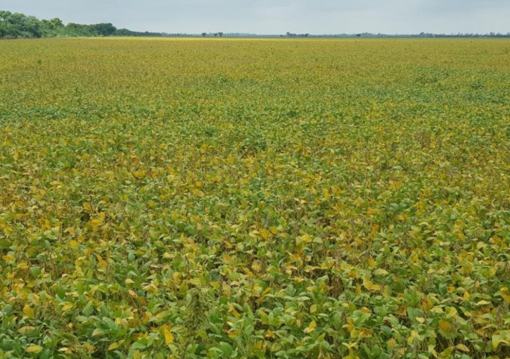 Rindes de soja superan expectativas: hasta 63 qq/ha en zonas clave de la región núcleo