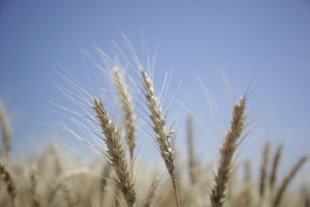En el primer bimestre de 2025, Argentina alcanzó cifras récord en la molienda de trigo y la industrialización de soja, destacando su rol en el mercado agroindustrial global.