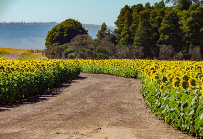En su primer año de implementación en Argentina, PepsiCo recibió 4.000 toneladas de aceite de girasol producido en campos que aplicaron prácticas verificadas de agricultura regenerativa. En una segunda etapa, se espera aumentar en al menos un 25% las hectáreas bajo este enfoque productivo.