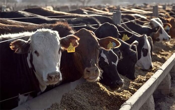 Cuando se analiza la faena de vacunos del país, hoy es 70 % consumo y 30 % exportación.