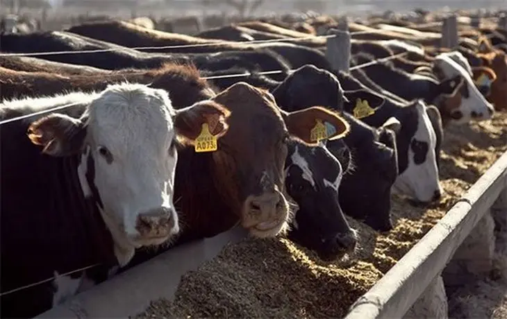 Cuando se analiza la faena de vacunos del país, hoy es 70 % consumo y 30 % exportación.
