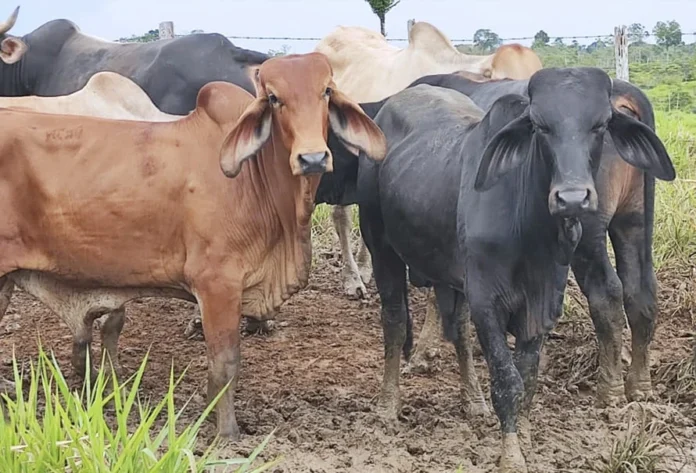 Financiación bancaria: En 2024 el sector amplió un nivel de endeudamiento bancario