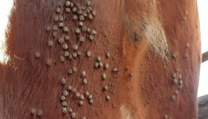 garrapatas en bovinos