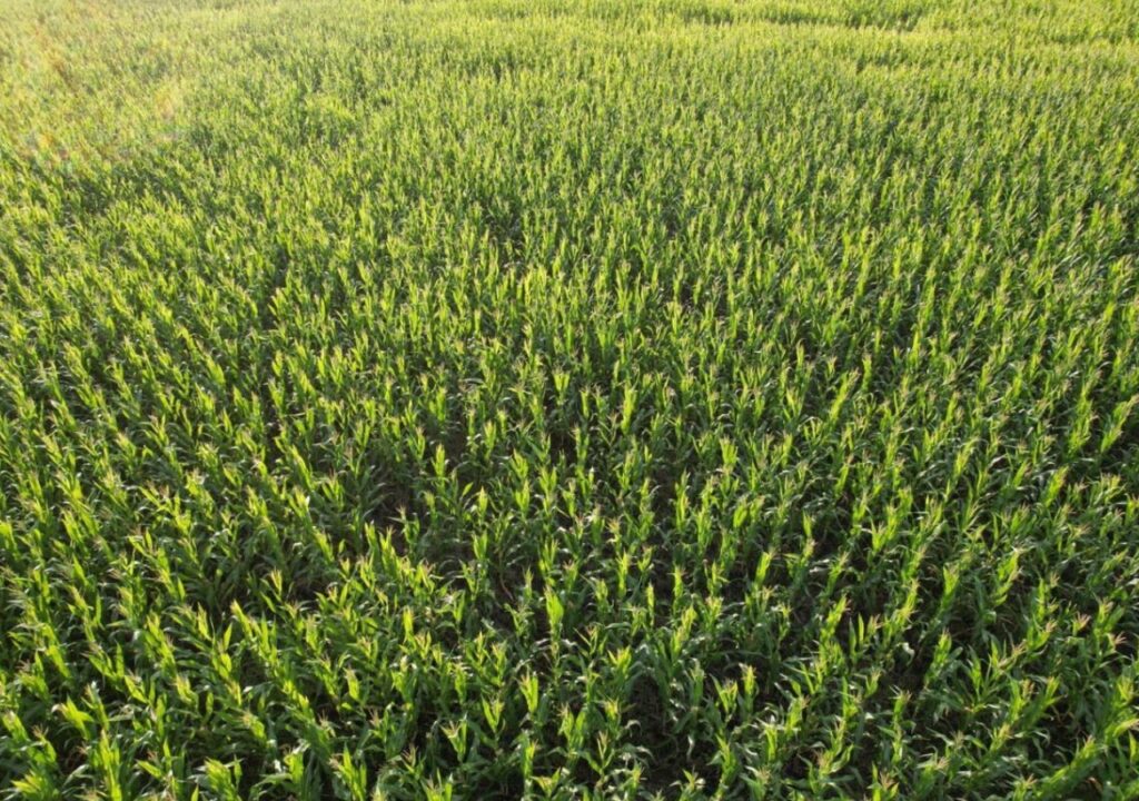 El productor argentino, entre la incertidumbre internacional y la falta de definiciones locales.