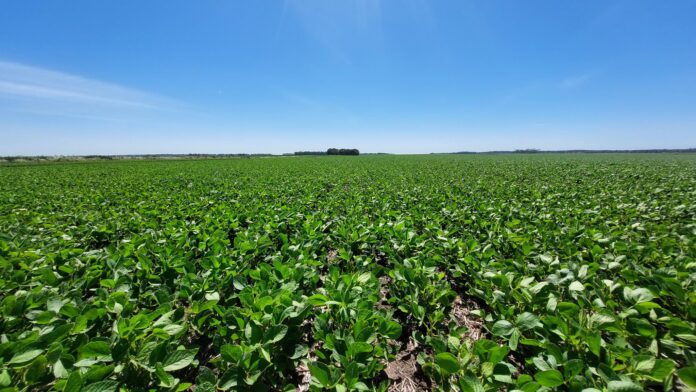 soja1 Con 20.000 productores y 3,8 millones de hectáreas, Sembrá Evolución consolida la propiedad intelectual en el agro argentino y suma cebada y algodón a su modelo.