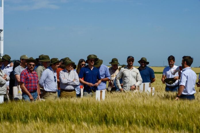 DONMARIO, marca líder en el cultivo de trigo anunció su Jornada de Actualización Técnica 