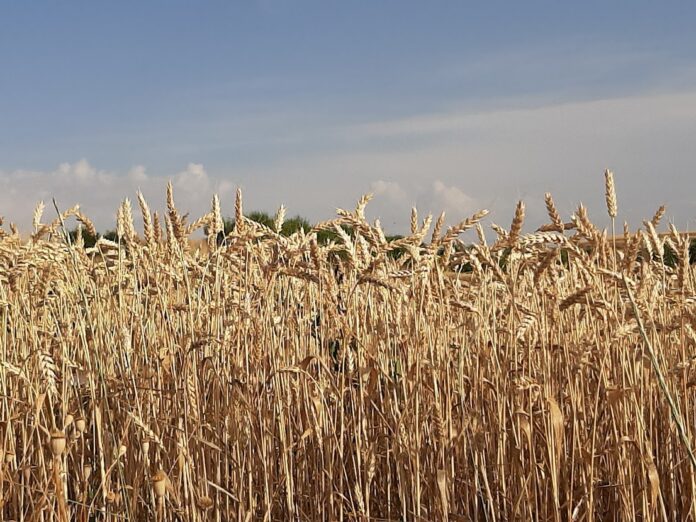 Imagen de un campo de cereal. Efeagro/ Mercedes Salas