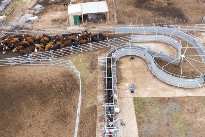 263_25 Feedlots en Argentina mostraron en abril niveles de ocupación más altos y márgenes en ascenso