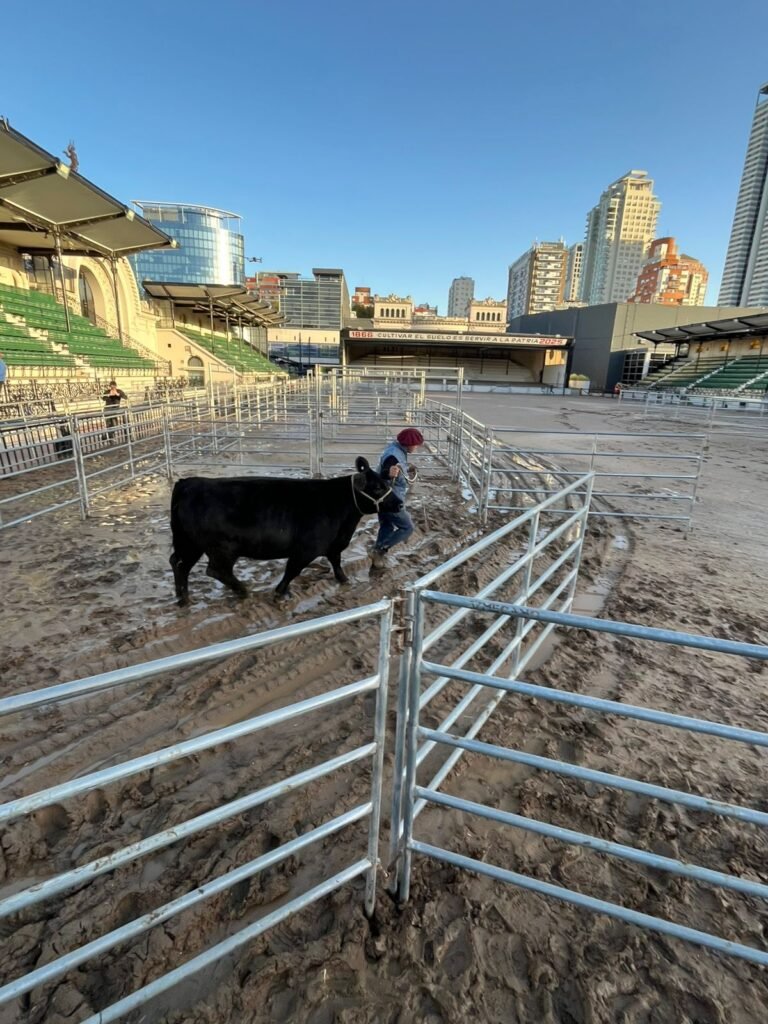Con su llegada a la Rural, India, una vaquillona de Cabaña La India dio el puntapié inicial a la 82° Expo Angus de Otoño, un evento clave para la raza y la ganadería argentina que se llevará a cabo entre el 19 y el 23 de mayo.