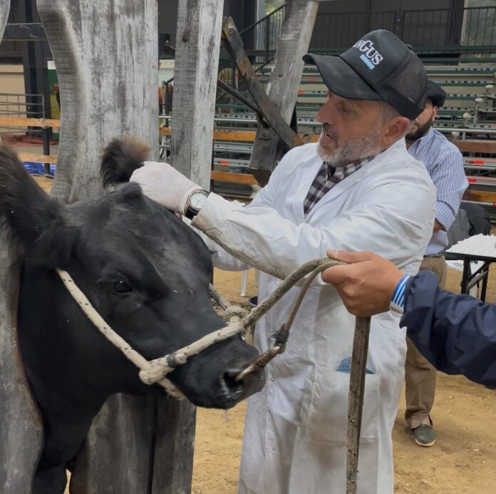 La Admisión de los animales para la Expo Angus de Otoño es el primer paso para garantizar una Exposición que siga los estándares de la raza, a la vez que garantiza la calidad de la genética presentada y la sanidad de todos los animales que participarán de las juras y remates.