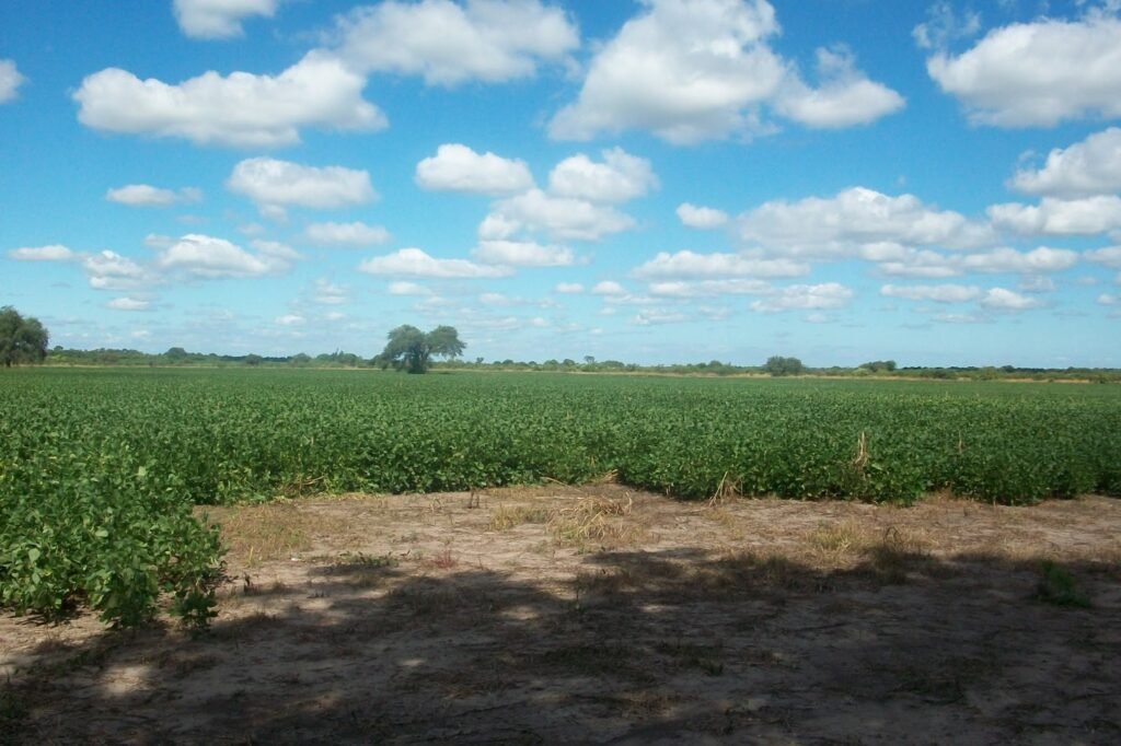 Venta de campos: el mercado rural se dinamiza tras la salida del cepo
