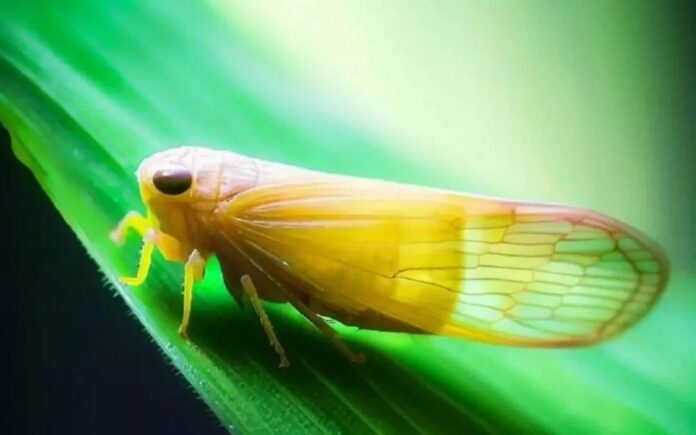 chicharrita-e1705871561147 La chicharrita del maíz sigue presente: condiciones actuales y riesgos futuros