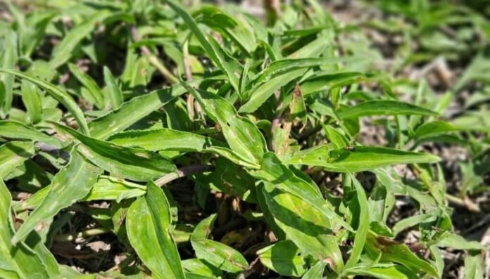 Control Commelina erecta en otoño con herbicidas sistémicos en lotes agrícolas