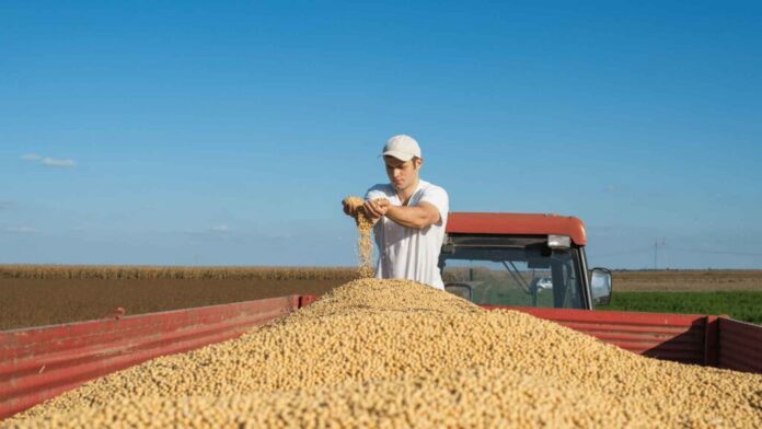 humedad-correcta-de-la-soja-para-su-cosecha-1024x576