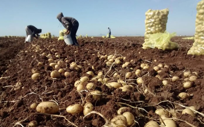 Sistema de riego presurizado en cultivo de papa en Catamarca​