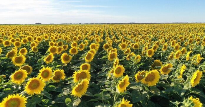 La cosecha de girasol sorprendió por sus altos rendimientos en regiones del norte y oeste del país.