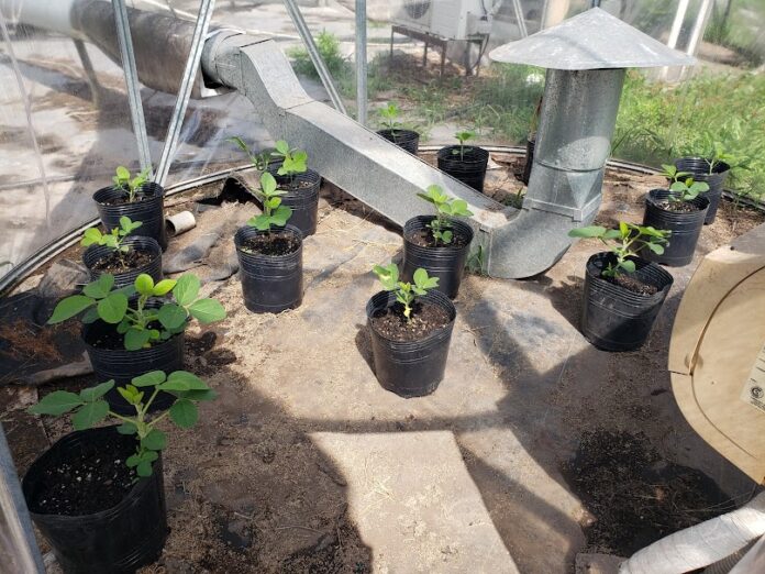 20191122_101709 (1) Ozono troposférico: un enemigo silencioso que amenaza al cultivo clave de argentina