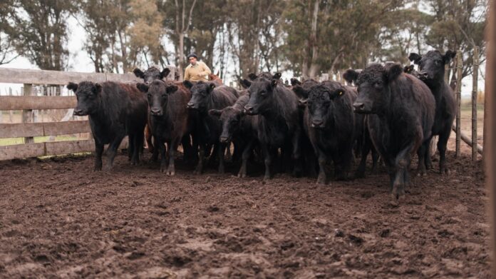 Los 1.500 vientres Angus de La Valentina fueron rigurosamente seleccionados bajo el programa M.A.S., que certifica su calidad y potencial productivo.