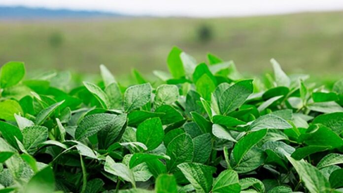 Los bioinsumos avanzan mientras Argentina se debate entre la oportunidad y la desinversión
