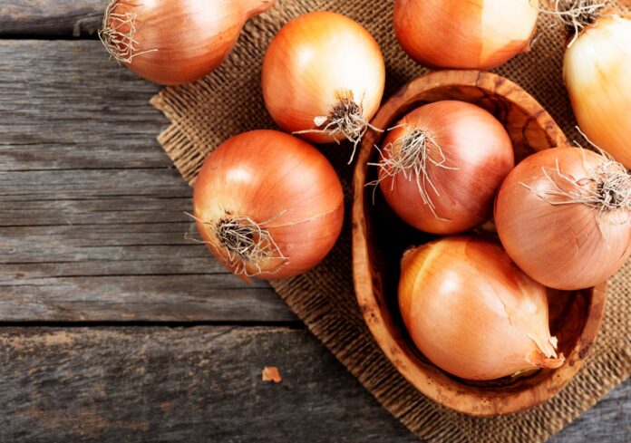 El INTA lanzó “Tonada INTA”, una cebolla de baja pungencia, con forma esférica y alto potencial para exportación.