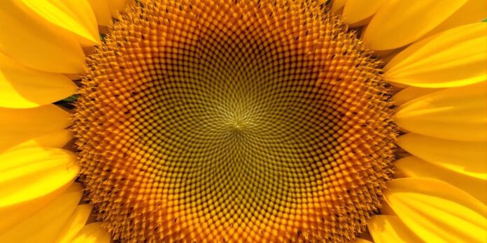 Girasol dorado alto con semillas visibles.