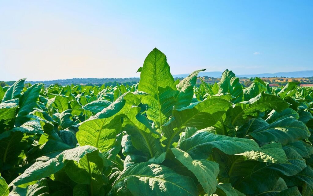 EasyStart, el fertilizante microgranulado de COMPO EXPERT, combina fósforo soluble y Bacillus subtilis para mejorar el desarrollo inicial de soja, maíz y cereales.