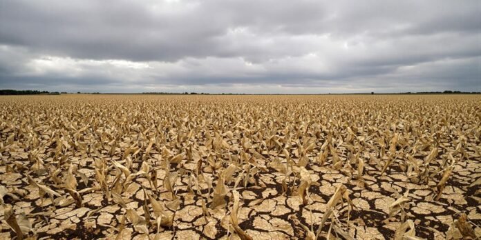 Campo de soja seco y agrietado bajo un cielo nublado.