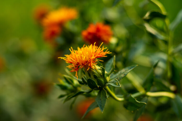 Bunge refuerza su compromiso con una agricultura regenerativa y sustentable en Aapresid 2025