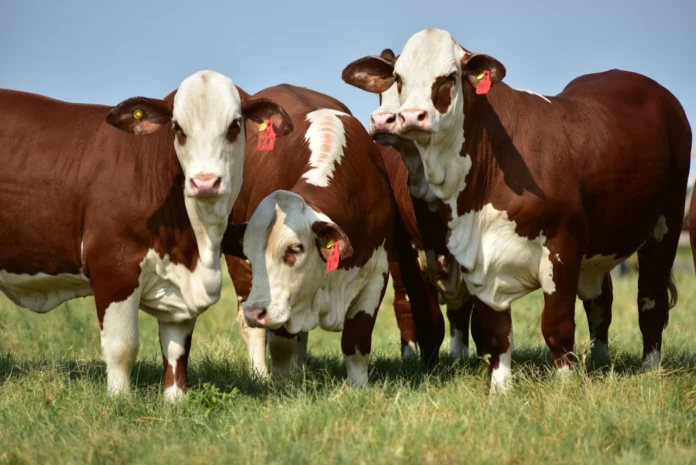 Se-viene-el-Mundial-de-la-raza-Braford-2-scaled-1.jpg Ganadería. Vacunos de la raza Braford.