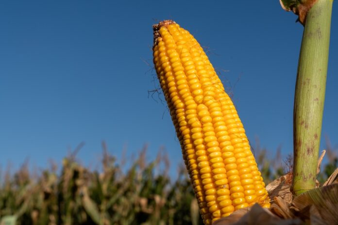 Descubre cómo SUPRA SEMILLAS potencia los altos rendimientos de maíz en Argentina con genética avanzada y asesoramiento técnico especializado.