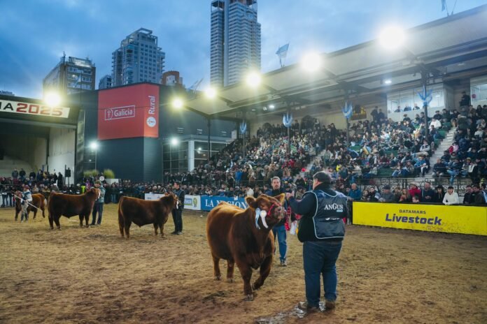 Las juras de bozal y lotes serán uno de los ejes técnicos más relevantes de la Expo Angus 2026.
